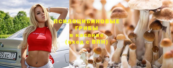 дмт Богданович